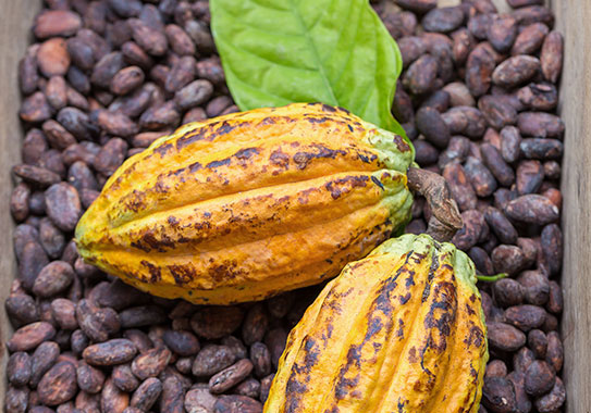 Implementación de una planta de procesados de cacao